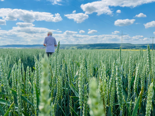 Veganer NK Dünger